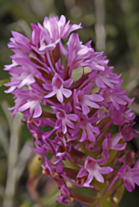 Pyramidal Orchid