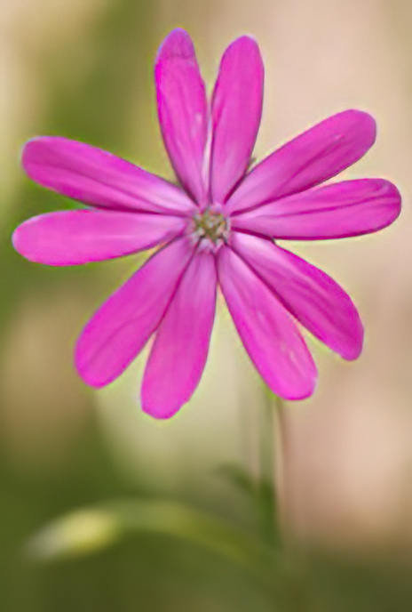 Cretan Catchfly