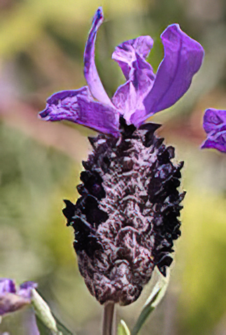 French or Spanish Lavender