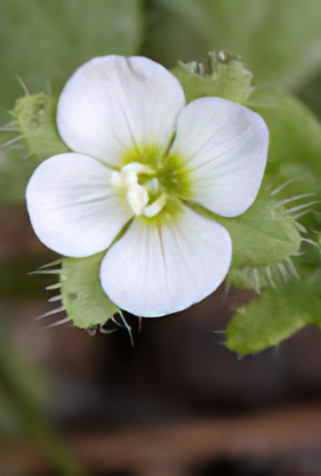 Glandular Speedwell