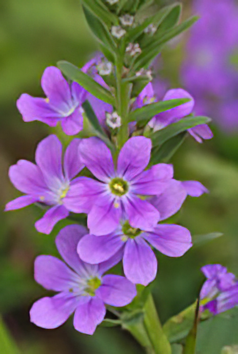 Creeping Loosestrife