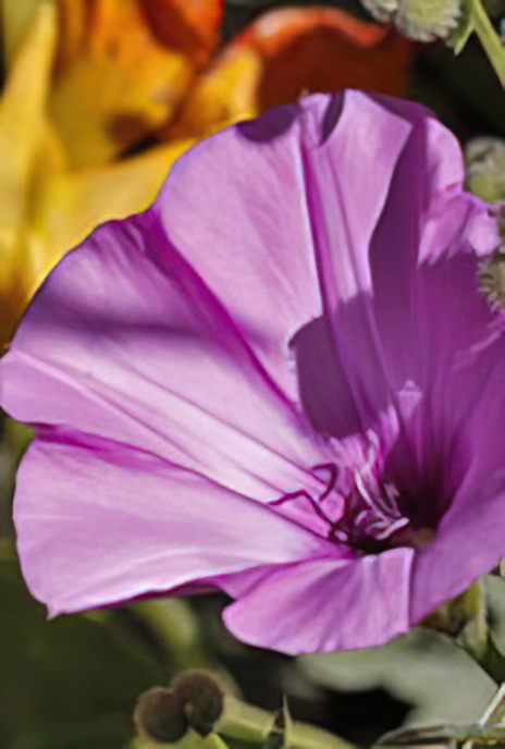 Mallow Bindweed
