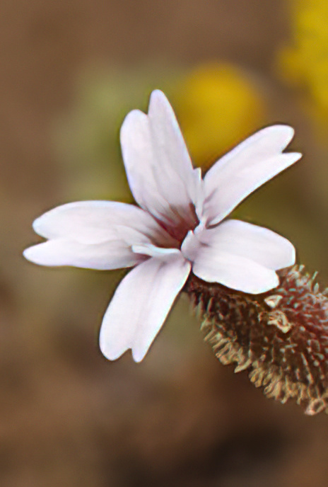 Hairy Catchfly