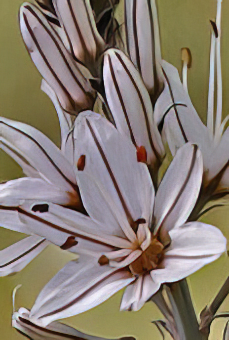 White or Branched Asphodel