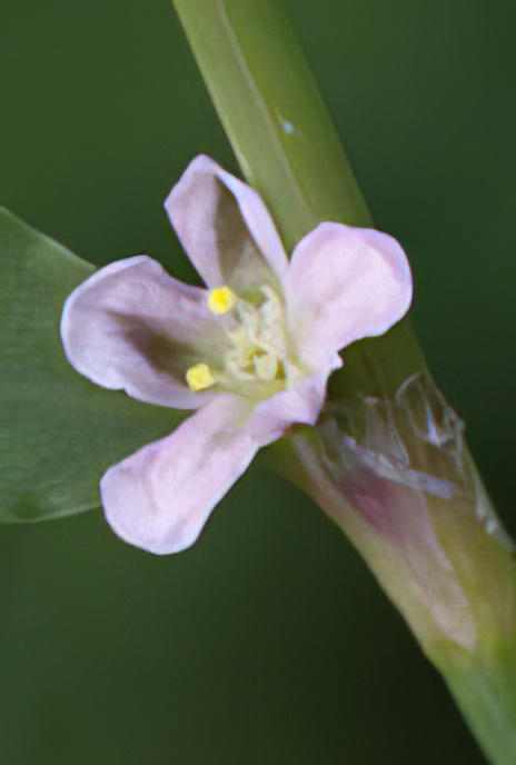 Knotgrass