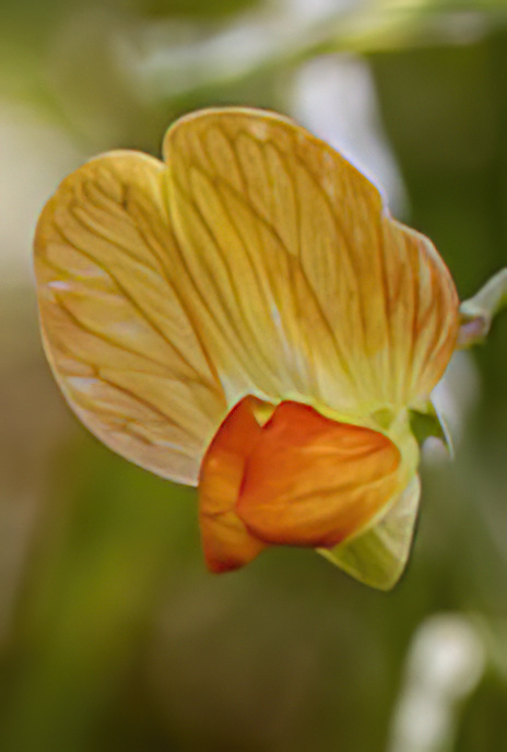 Annual Vetchling