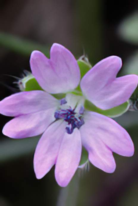 Dove’s-foot Crane’s-bill