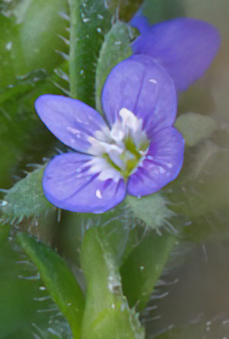 Wall Speedwell