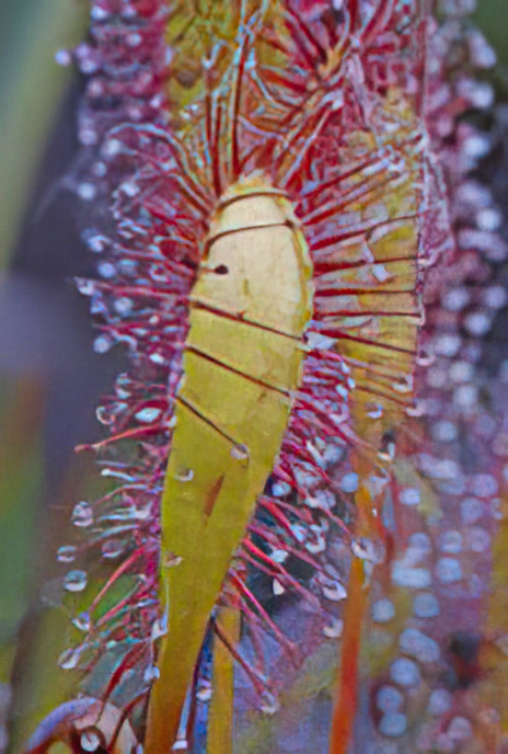 Oblong-leaved Sundew
