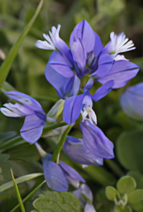 Common Milkwort
