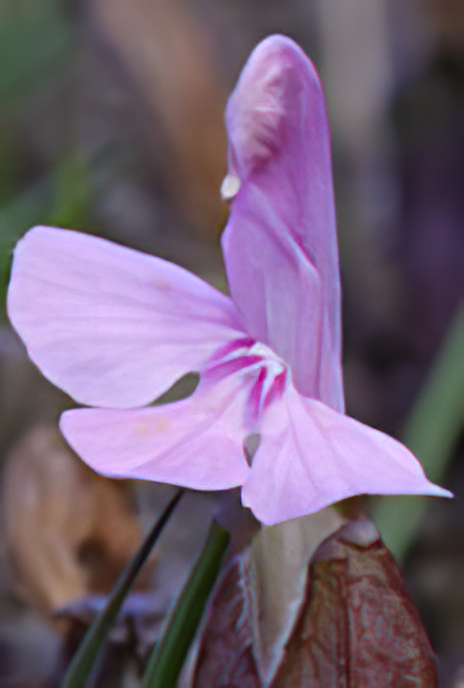 Lousewort