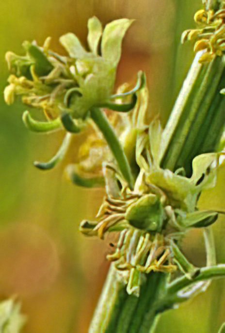 Wild Mignonette