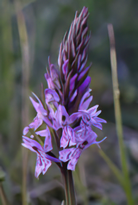 Common Spotted Orchid