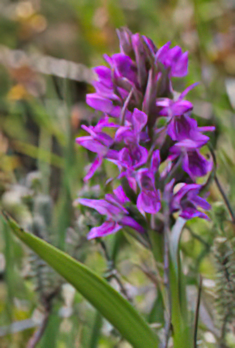 Southern Marsh Orchid
