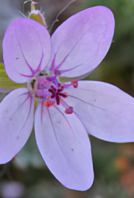 Common Stork’s-bill