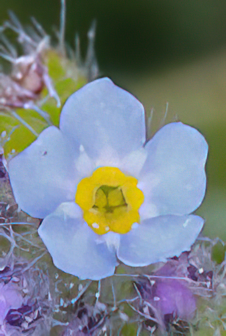 Field Forget-me-not