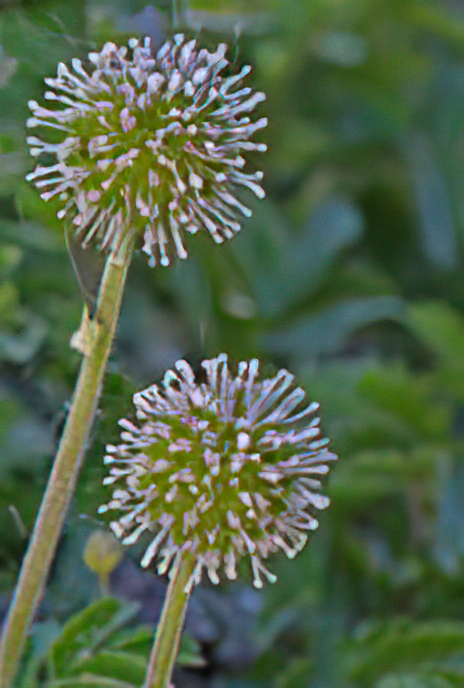 Salad Burnet
