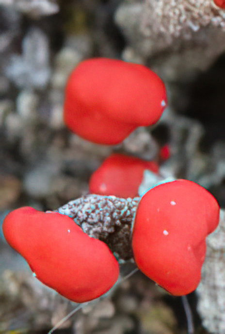 Devil’s Matchsticks