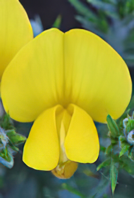 Gorse
