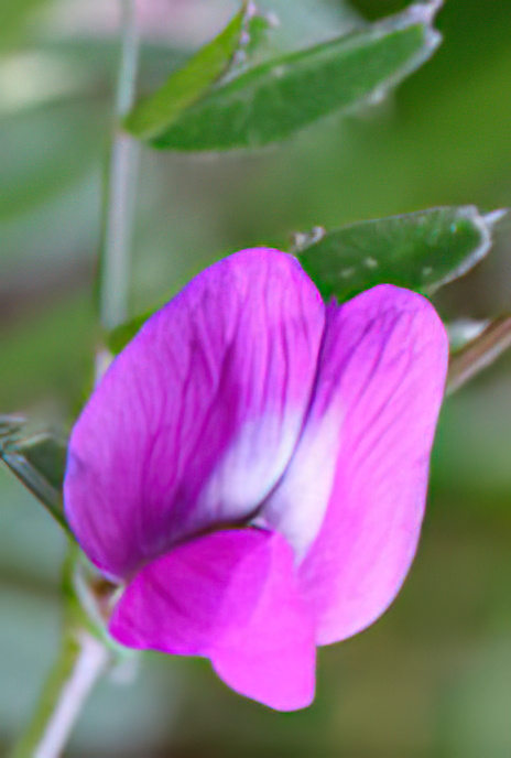 Spring Vetch