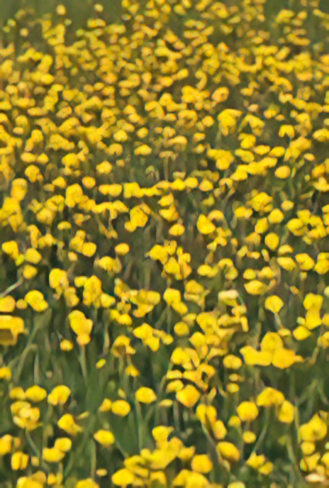Meadow Buttercup