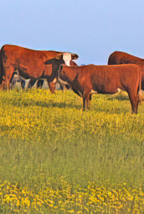 Cattle