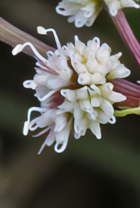 Sanicle