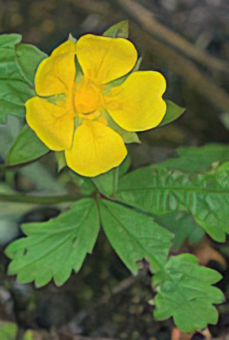 Creeping Cinquefoil