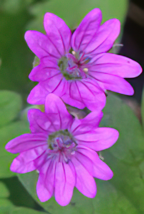 Dove’s-foot Crane’s-bill