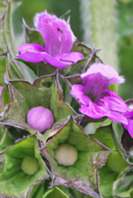 Black horehound