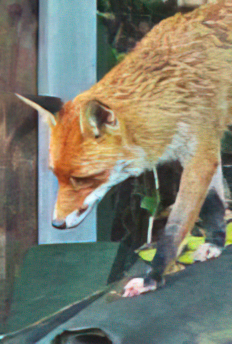 Fox