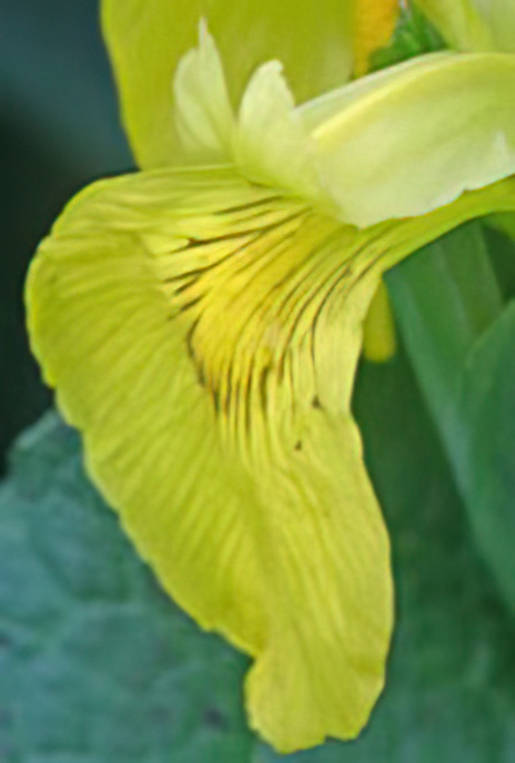 Yellow Iris