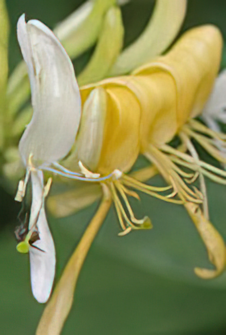 Honeysuckle