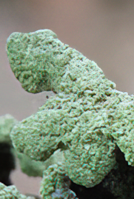 Parmotrema perlatum
