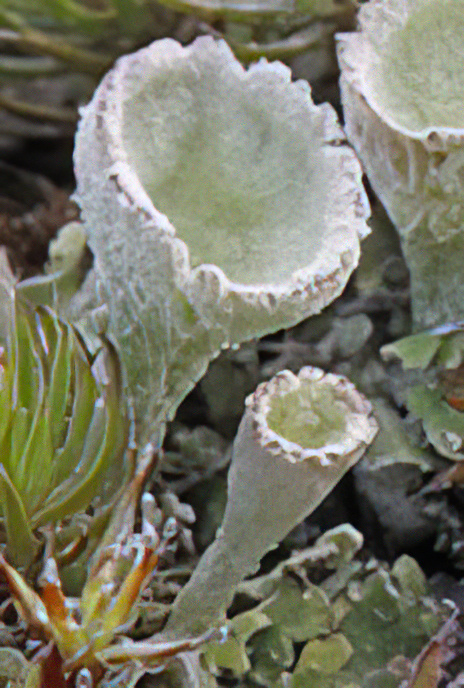 Cladonia chlorophaea