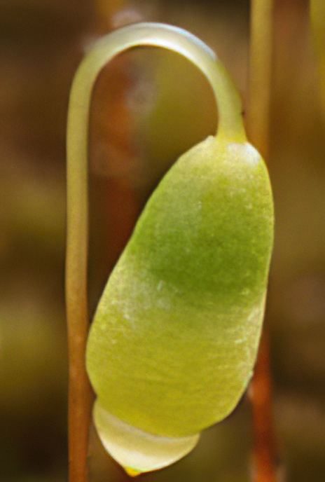 Capillary Thread Moss