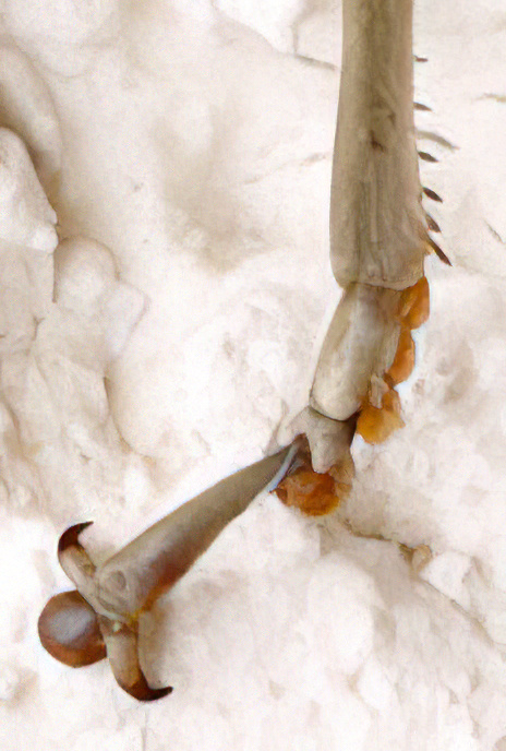Egyptian Grasshopper