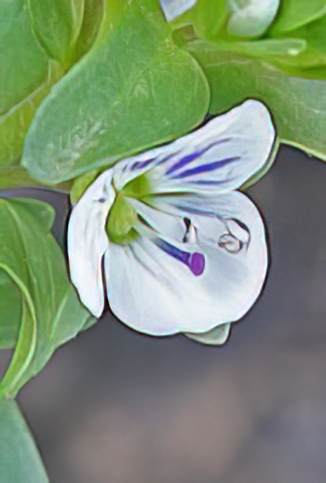 Thyme-leaved Speedwell