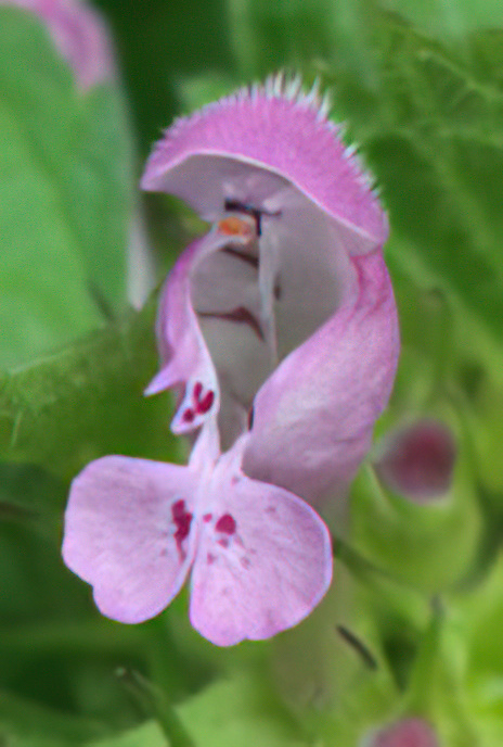 Red Dead-nettle