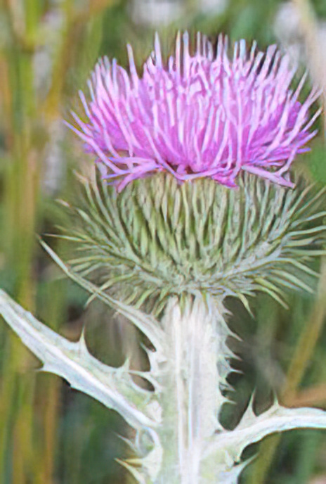 Cotton Thistle