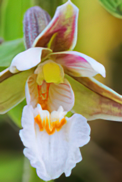 Marsh Helleborine