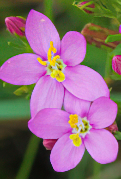 Common Centaury