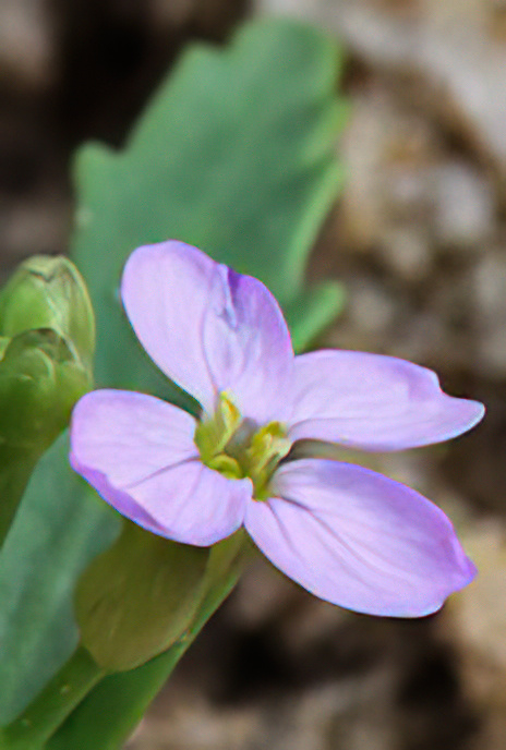 Sea Rocket