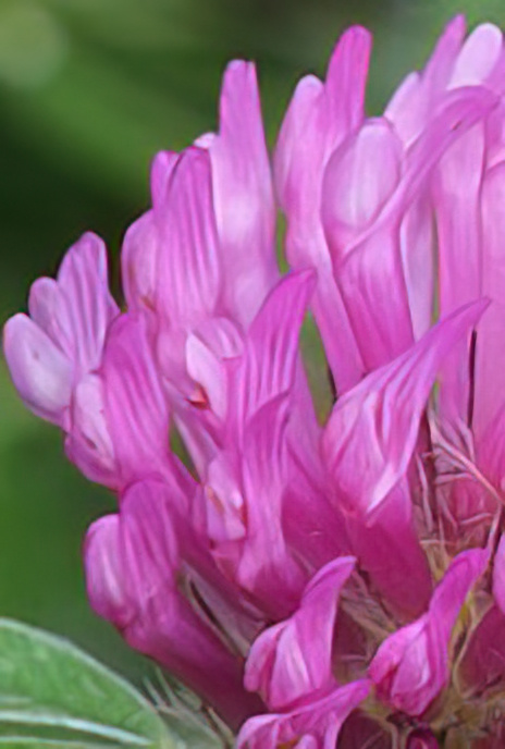Red Clover