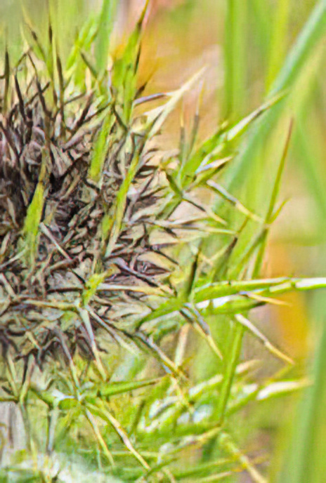 Carline Thistle