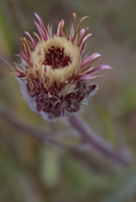 Ploughman’s-spikenard