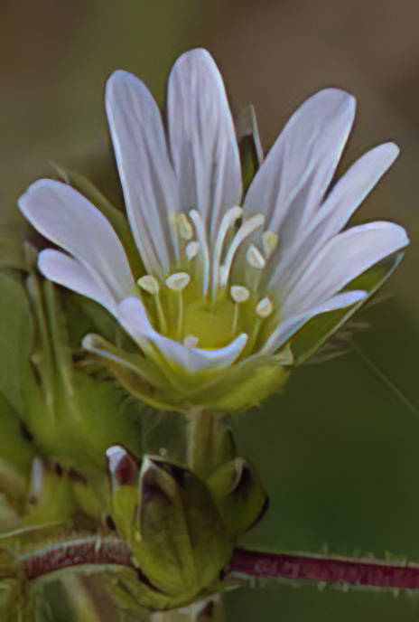 Common Mouse-ear