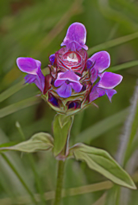 Selfheal