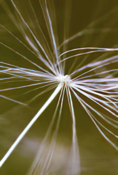 Dandelion