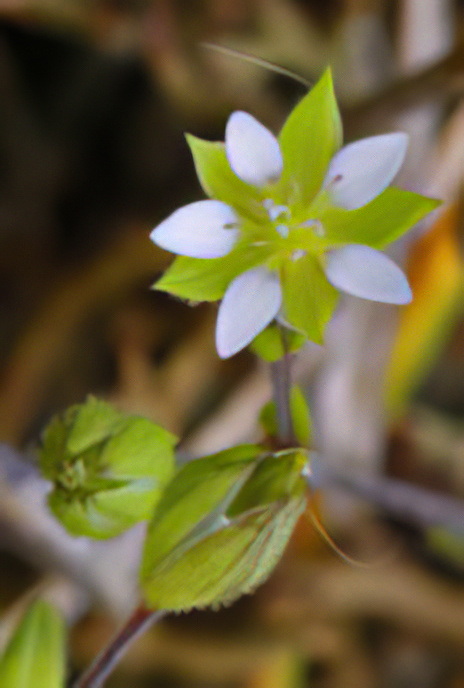 Thyme-leaved Sandwort